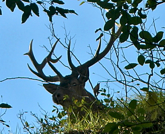 Strategie riproduttive del cervo (Cervus elaphus)